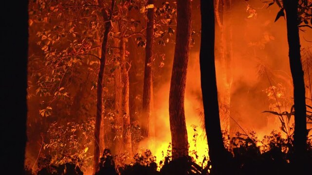 Forest Fire Burning Trees at Night.