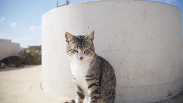Detailed portrait of a calm cat sitting outdoors in bright sunlight in Cyprus