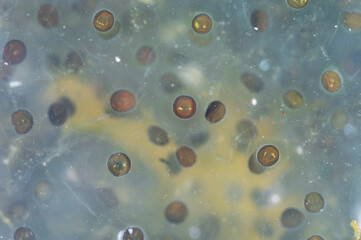 エゾアカガエルの卵（北海道・鶴居村）  © 愛 高行