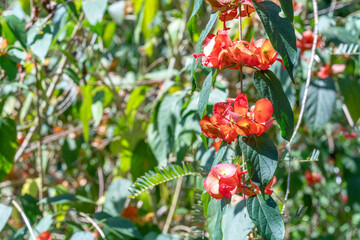 Obraz premium Close-up of bright orange Chinese Hat plant flowers blooming in a lush green garden. Beautiful Holmskioldia sanguinea blossoms with distinctive bell-shaped calyxes under natural sunlight.