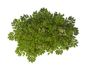 Obraz premium Single green Devil's walkingstick tree isolated on transparent background. Shrub isolated on transparent background. young plant or young tree isolated on white background. Small tree PNG. Shrub PNG.