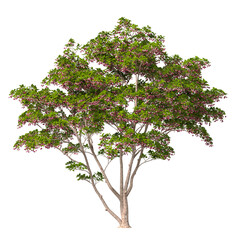 Obraz premium Red Flowering tree isolated on transparent background. red flower tree with leaves isolated on transparent background. Flowering Tree isolated on white background. Flowering tree PNG. Flower plant PNG