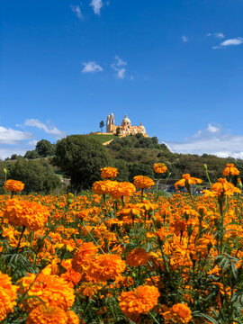 Campo de flor de cempas&uacute;chil en Cholula Puebla