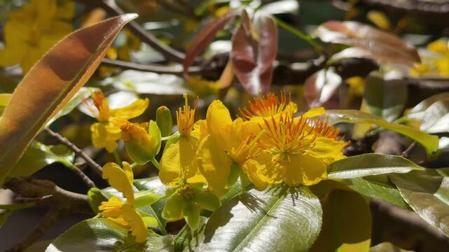Close view of Ochna integerrima petals and stamens against branches and open sky in natural environment. Botanical detail, tropical flowers.