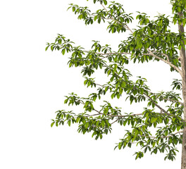 Obraz premium Sourwood Tree branch isolated on transparent background. tree branch green leaves isolated on transparent background. tree leaves isolated on white background. Tree foliage PNG. Plant leaves PNG.