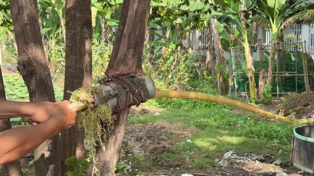 A man cleans a sugarcane stalk with a tubular metal tool before juice processing while preparing plant material outdoors near trees and exposed soil. Harvest processing.
