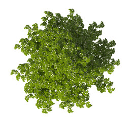 Obraz premium Single green camellia tree isolated on transparent background. tree with leaves isolated on transparent background. Tree isolated on white background. Isolated ornamental tree PNG. Leafy plant PNG.
