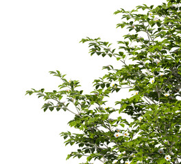 Fototapeta premium Camellia tree branch isolated on transparent background. tree branch green leaves isolated on transparent background. tree leaves isolated on white background. Tree foliage PNG. Plant leaves PNG