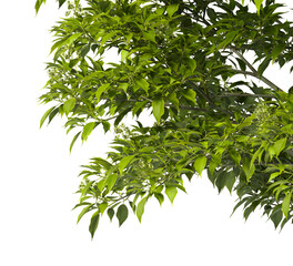Obraz premium Tree branch isolated on transparent background. Large tree branch green leaves isolated on transparent background. Plant or tree leaves isolated on white background. Tree foliage PNG. Plant leaves PNG