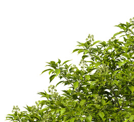 Obraz premium Tree branch isolated on transparent background. Large tree branch green leaves isolated on transparent background. Plant or tree leaves isolated on white background. Tree foliage PNG. Plant leaves PNG