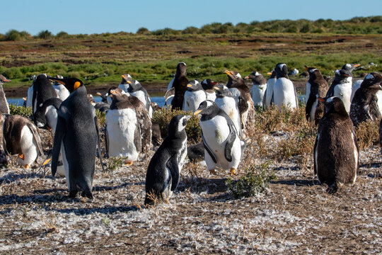 A King Penguin, Magellanic Penguin within a Gentoo Penguin Colony. With molting young genitor penguins. 