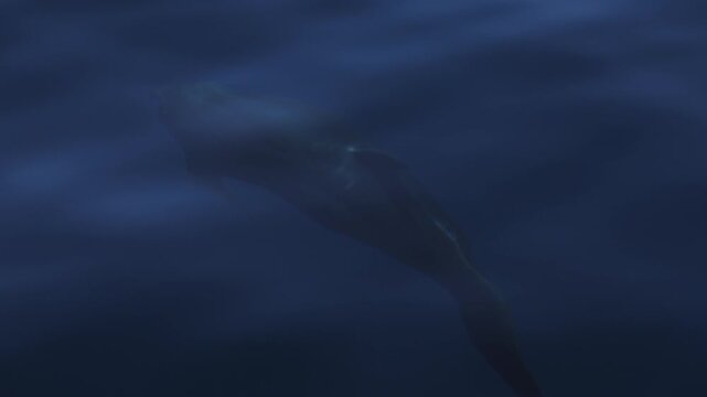 Dolphins glide just beneath the water surface near boats, sunlight rippling and reflecting across their smooth skin, creating shimmering patterns as they swim in calm ocean waters, serene marine