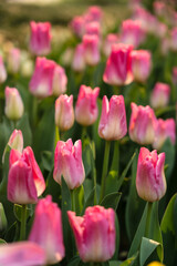 Obraz premium A sea of tulips is blooming in the garden, opening up in the spring season, presenting various kinds of charm.