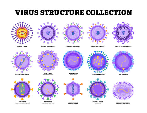 Set of virus structure diagram anatomy collection. Labeled arenavirus, epstein barr, hepatitis B, herpes, HPV, norovirus. microbiology virology educational medical infographic healthcare illustration.
