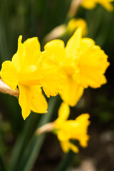 Obraz premium Yellow tulips