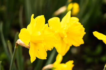 Obraz premium Yellow tulips