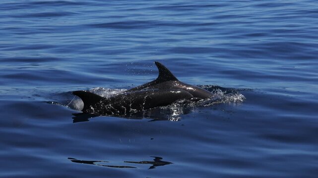 Dolphins glide just beneath the water surface near boats, sunlight rippling and reflecting across their smooth skin, creating shimmering patterns as they swim in calm ocean waters, serene marine