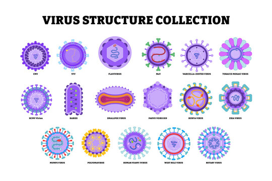 Set of virus structure diagram anatomy collection. Labeled cmv, yfv, flavivirus, rabies, smallpox, bunya, zika, rotary. microbiology virology educational medical infographic healthcare illustration.