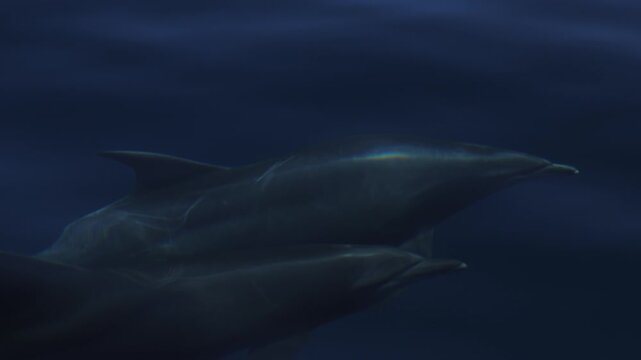 Dolphins glide just beneath the water surface near boats, sunlight rippling and reflecting across their smooth skin, creating shimmering patterns as they swim in calm ocean waters, serene marine