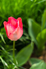 Fototapeta premium Close-up of the tulip flower heads in the garden