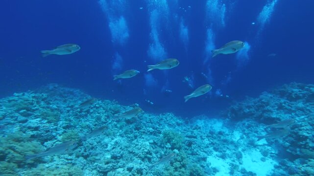 School of fish swimming above group of scuba divers 