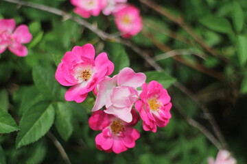 Fototapeta premium Bright colorful flower rose in the summer garden.