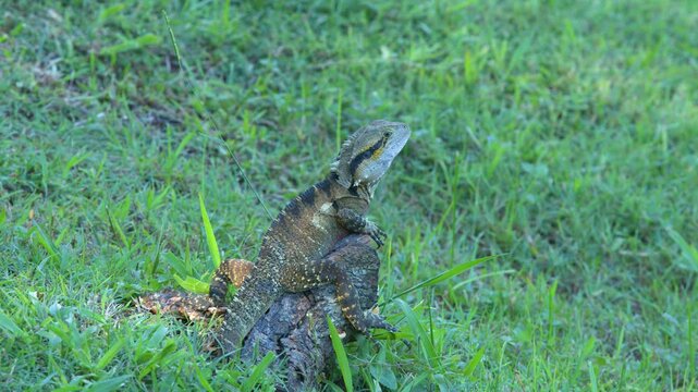Australian Water Dragon Perched on a Log in Green Grass