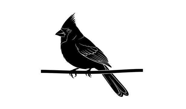 Northern cardinal bird silhouette perched on branch isolated on white background minimalist wildlife vector