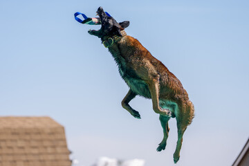 Fototapeta premium Brown Malinois dog in mid-air catching a toy