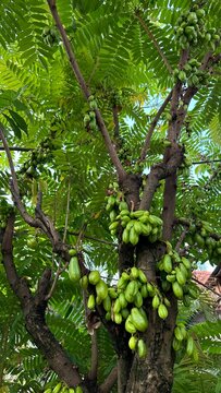 Bilimbi Tree's Bounty: A lush bilimbi tree, laden with abundant fruit, flourishes under the warm sun, a testament to nature's generosity and the cycle of growth.