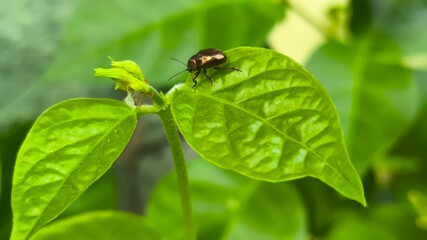 Naklejka premium Macro shot of a shiny bronze leaf beetle perched on a vibrant green leaf of a chili plant.
