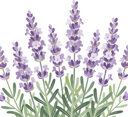 Obraz premium Generated on Lavender flowers blooming in a garden vector art on white background