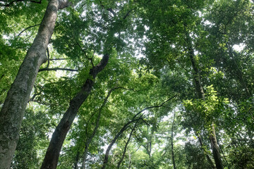 Fototapeta premium Tall trunks rise beneath soft light and vibrant leafy canopy. Gentle illumination highlights upper branches in quiet forest. Fresh woodland view showing lofty trees and glowing foliage