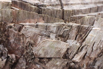 Fototapeta premium Close up texture of a tree bark