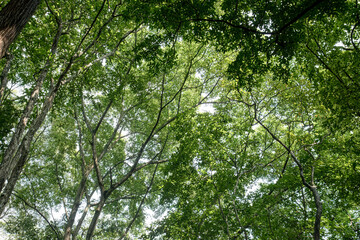 Fototapeta premium Interwoven treetops spread above bright woodland air. Layered greenery forms organic ceiling across serene sky. Curving limbs surround vibrant foliage within airy crown