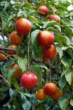 Ripening red mabolo fruits hanging on tree branch