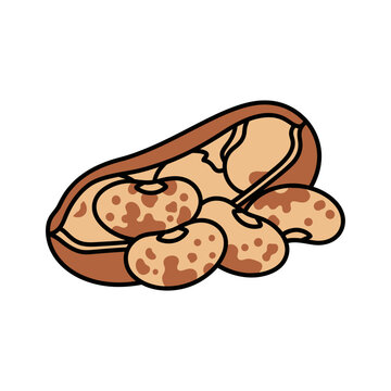 Pinto beans and pod vector illustration
