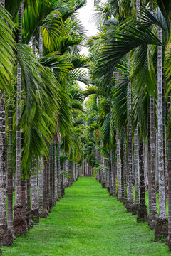 Parallel palms stand in eternal,quiet opposition.This rhythmic symmetry frames a path of profound stillness,where nature&rsquo;s silence become a powerful presence.For branding,art print screensaver,website