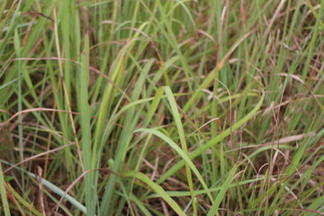 Obraz premium A close-up of the leaves