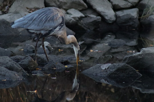 Great blue heron standing on some muck covered rocks and dipping its beak into the water