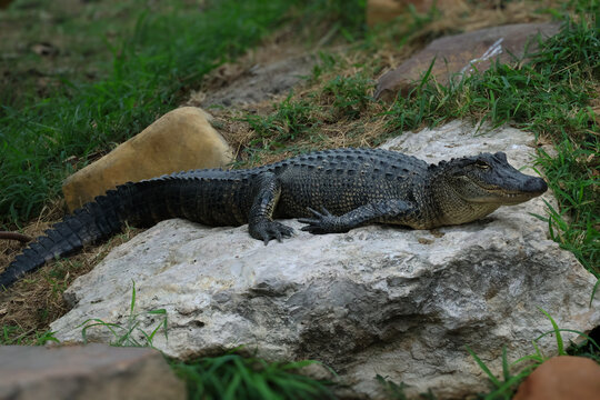 alligator in the swamp