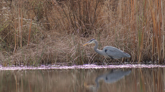 Great blue heron standing in a pond with its beak partly open.  Brown grass and cattails are in the background.