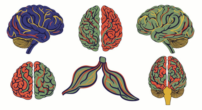 Colorful stylized human brain illustrations in different views and perspectives, scientific and medical concept
