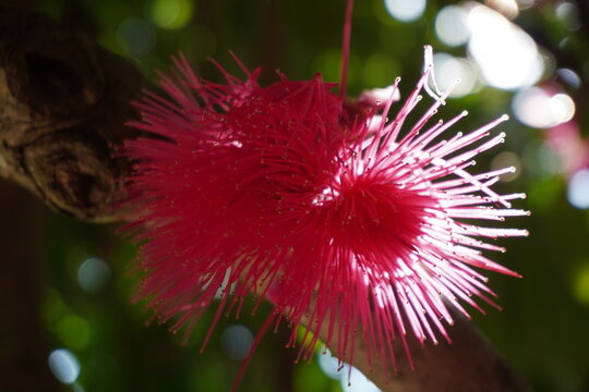 Close up of blooming Malay Apple flower with vibrant pink stamens and soft bokeh background