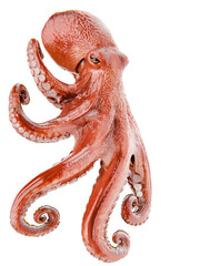 red 3d octopus on transparent background, marine life © Layerform