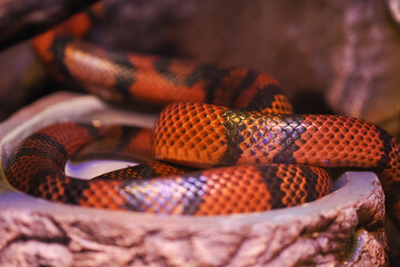 Fototapeta premium Colorful snake resting on a stone in an enclosure