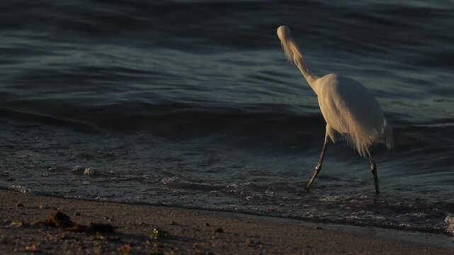 Portrait of a great egret in soft natural light, elegant white feathers and long neck highlighted against a calm background, sharp beak and focused gaze captured in a serene wildlife close-up scene.