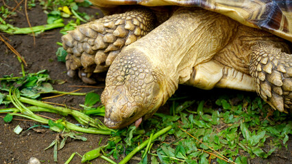 Close-up of sulcata tortoise with textured shell and scaly skin eating green vegetation on soil ground. © anungcamui