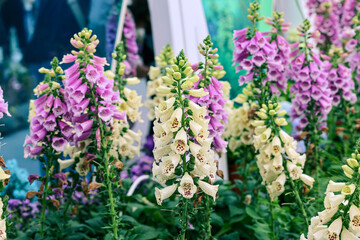 March 21 2026 Pink foxglove blossoms hang gracefully in dense floral cluster © loo