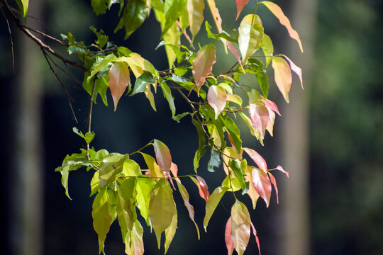 Foliage of the Waterhousea floribunda Weeping Lilly Pilly tree.